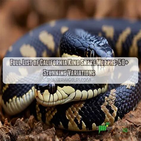 Full List of California King Snake Morphs: 50+ Stunning Variations