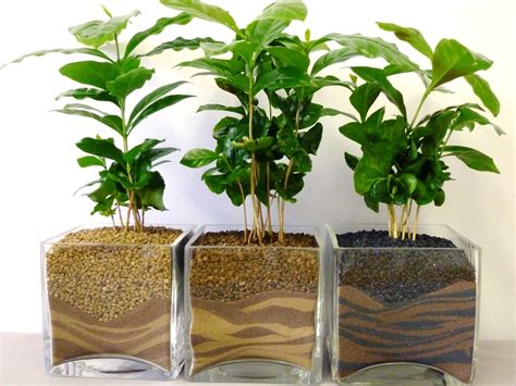 Coffee Plant Care Guide: How to Grow a Coffee Plant at Home | How to