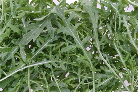 Рукола (100 фото) » НА ДАЧЕ ФОТО