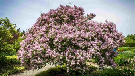 How to Grow and Care for a Lilac Tree (Complete Guide)