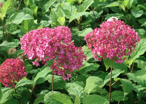 Hydrangea Arborescens Bella Anna Yougardener