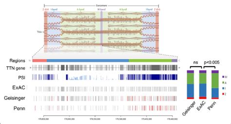 Location within the TTN gene of identified variants in the Geisinger... | Download Scientific ...