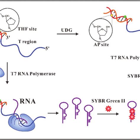 A Structure Of Dna Heteroduplex Used For T7 Rna Transcription And Download Scientific Diagram