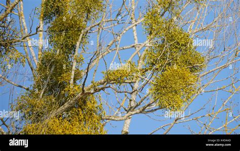 Mistletoes Hi Res Stock Photography And Images Alamy