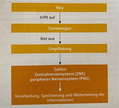 Wahrnehmung Karteikarten Quizlet