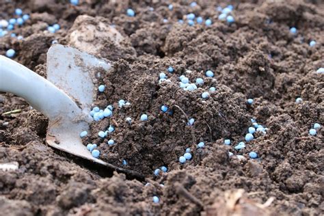 Blaukorn Ausbringen Tipps Zur Anwendung Neben Den So Genannten