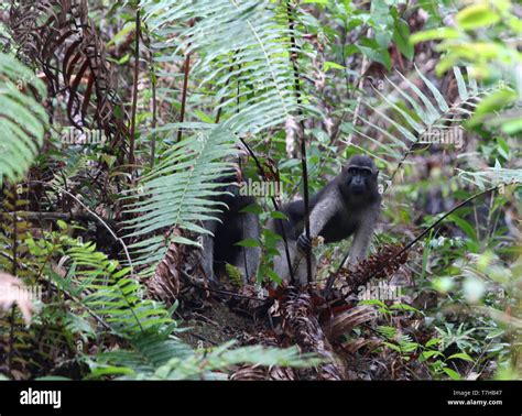 Booted Macaque (Macaca ochreata) in Kandari forest, Sulawesi Stock ...