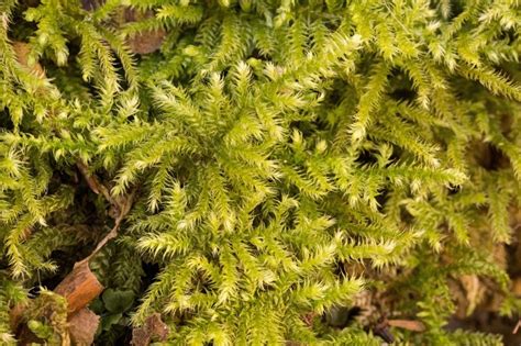 moss-Ctenidium molluscum – Ohio Moss and Lichen Association