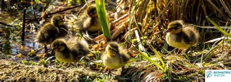 Wetland Plants & Animals | Glasgow Science Centre