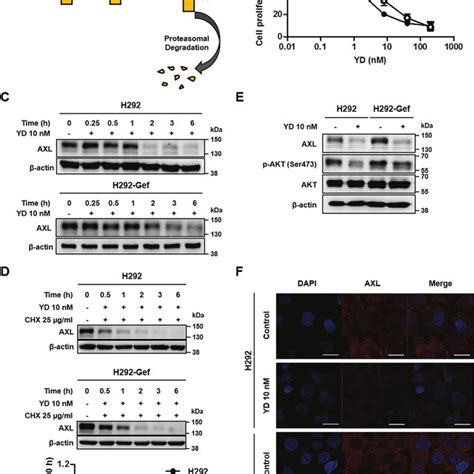 Expression Of Axl In Lung Cancer Cell Lines A The Cells Were Treated