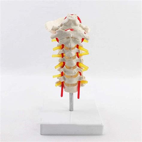 Buy Anatomy Model Educational Model Human Cervical Vertebra Skeleton