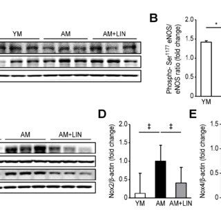 Effects Of Linagliptin On Fibrosis And Inflammation In Renal Tissue