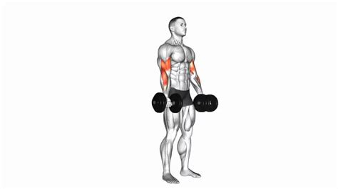 Dumbbell Biceps Curl - Video Guide | Lyfta