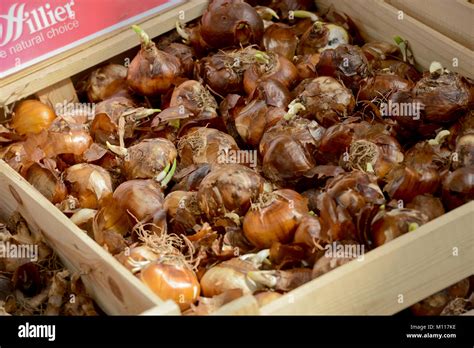 Hilliers garden centre hi-res stock photography and images - Alamy