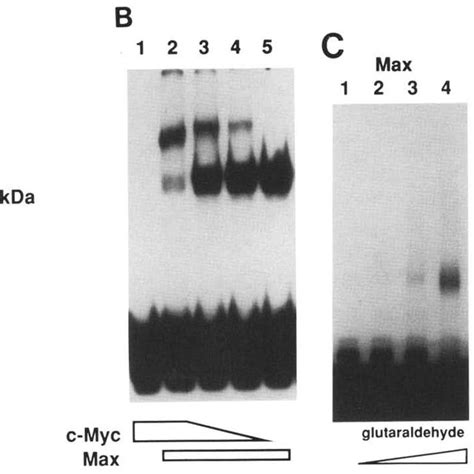 Specific Dna Binding By The C Mycmax Heteromeric Complex A Sds Page