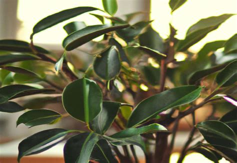 How To Prune A Rubber Plant To Make It Bushy Allotinabox