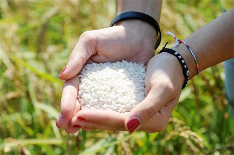 Banco Alimentare Lombardia Quintali Di Riso Nati Dai Fondi Di Caff