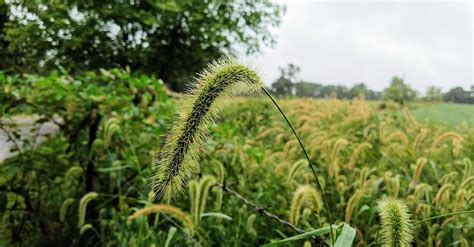 Everything You Need To Know About Protecting Your Pet From Foxtail ...