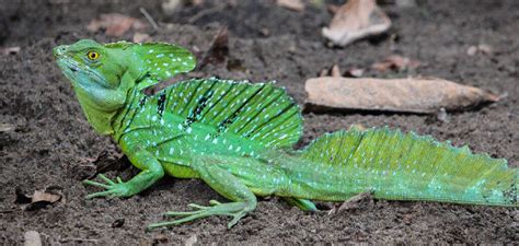 Basilisk Meaning, Symbolism, and Totem | Helpful Explanation