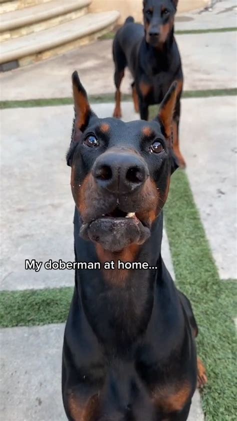 Defense Skills: Doberman Protection Training in 2024 | Funny dogs ...