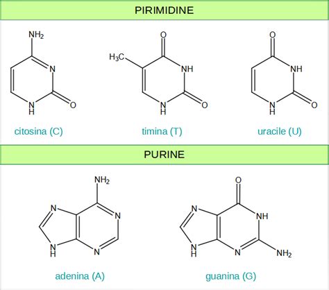 Struttura Nucleotidica Purinica