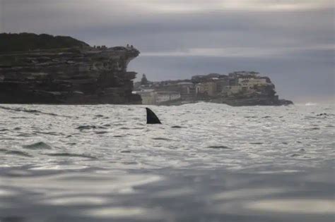 Le Brésil saisit le plus gros chargement illégal d ailerons de requins