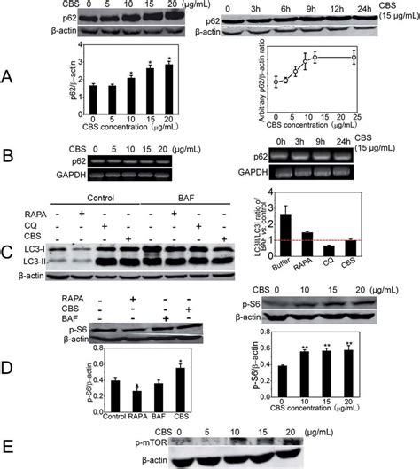 Autophagic Flux In HeLa Cells Is Inhibited By CBS A And B Display