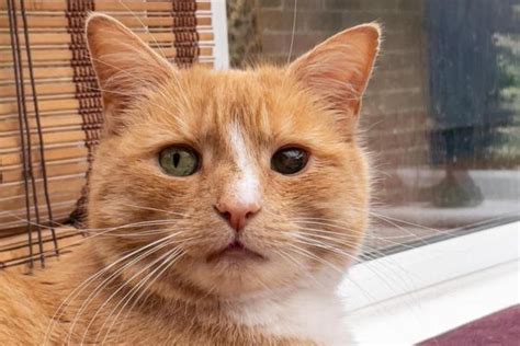 Anisocoria In Cats Symptoms Causes Treatments And Diagnosis