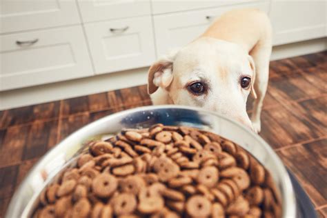 Los Mejores Piensos Hipoalergénicos para Perros Tiendanimal