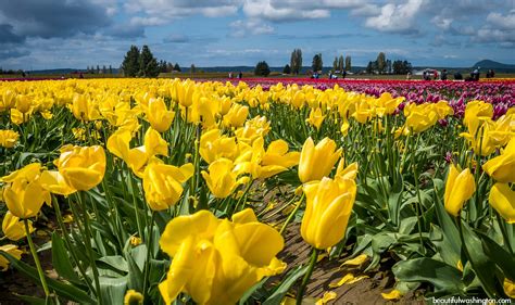 Skagit Valley Tulip Festival