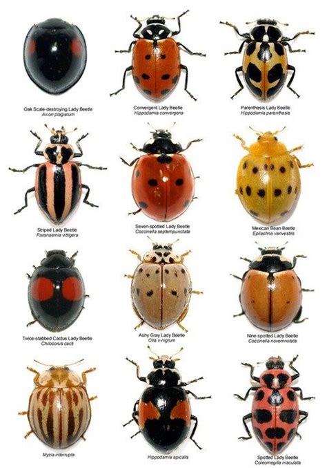 Ladybug types | Critters | Pinterest