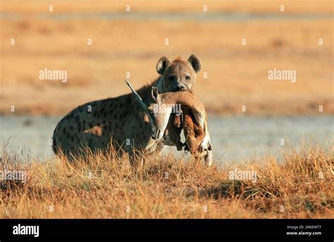 Spotted Hyena Carrying Prey Massai Mara Game Reserve Kenya Spotted