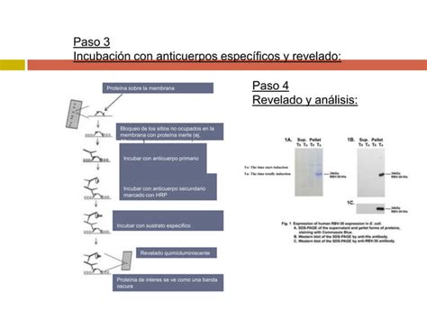 Fundamento Y Procedimiento De Las Pruebas De Western Blot Ppt