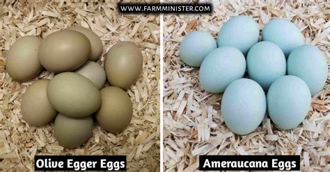 Olive Egger Vs Ameraucana The 9 Amazing Differences