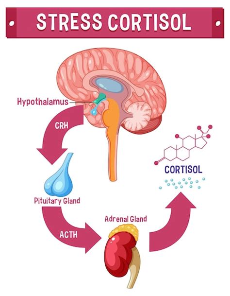 Cortisol Stress Hormone