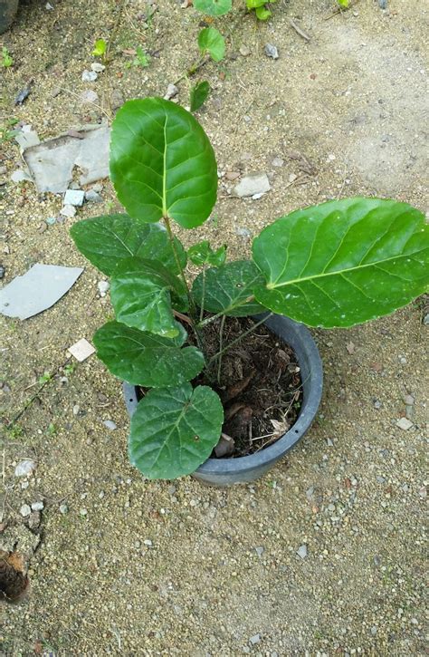 Warisan Petani Pokok Puding Semangkuk