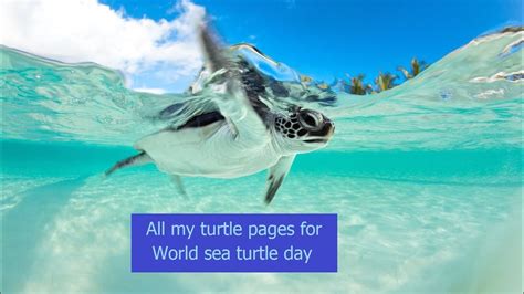 All My Turtle Pages For World Sea Turtle Day 16th June 2023 New