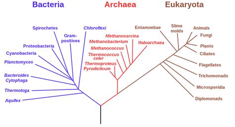 Kingdom Biology Wikipedia