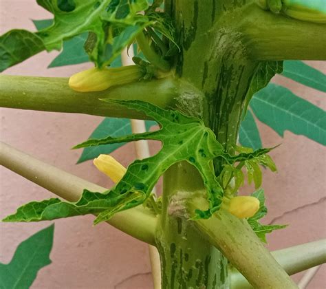 Papaya Male Flower Buds Scenic Pixels Johnsons Horticulture