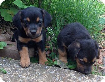 Clifton Park, NY - Rottweiler. Meet Rottie/Hound mix pups a Pet for ...