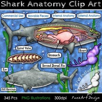 Shark Eye Dissection