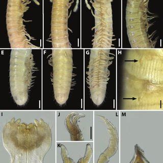 Amblyiulus Hirtus Sp Nov Paratype From Bash Layski Azerbaijan