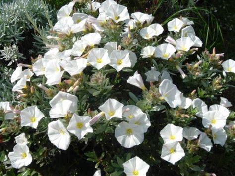 Shrubby Bindweed Convolvulus Cneorum Growing Guides