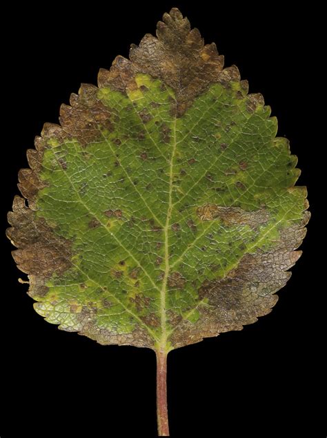 Betula Minor Dwarf Birch Atlas Image Categories Northern Forest Atlas