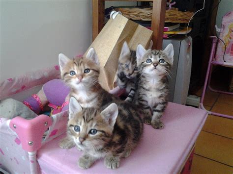 Donne Adorables Chatons Yvelines 78 GRATUIT Sur Animoz Net