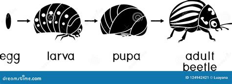 Ciclo De Vida Del Escarabajo De Patata De Colorado O Del Decemlineata