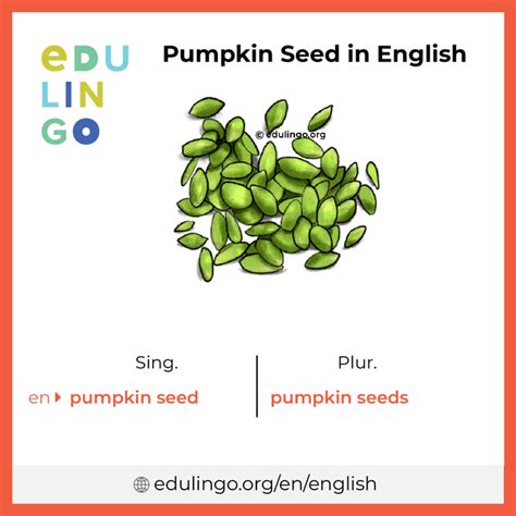 Pumpkin Seed In English Writing And Pronunciation With Pictures