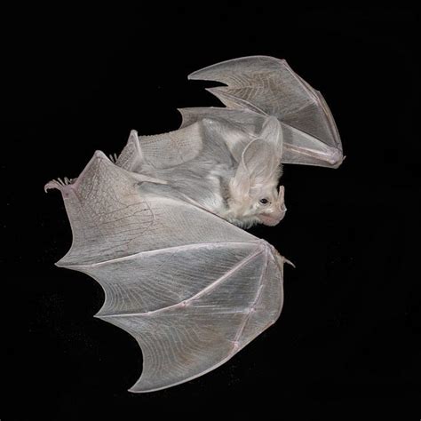 The Ghost Bat is the only Australian bat that preys on larger vertebrates, birds, reptiles and ...