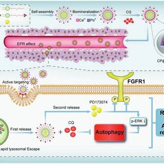 The Schematic Illustration Of The Formation Process And Intracellular