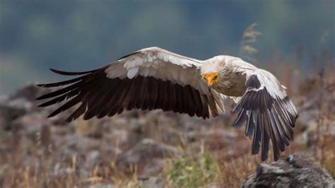 Vulture - BirdLife International